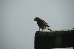 Kaupifalco monogrammicus