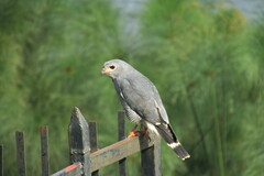 Kaupifalco monogrammicus