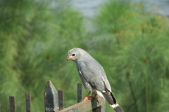 Kaupifalco monogrammicus