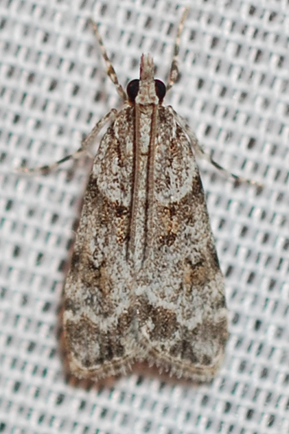 Scoparia