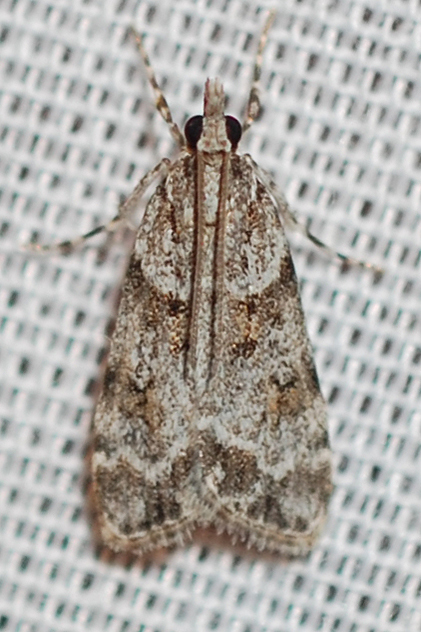 Scoparia