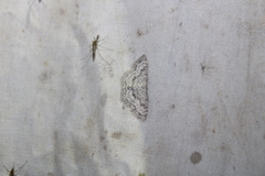 Cyclophora pendulinaria