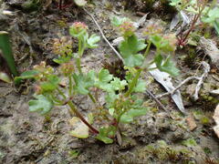 Hydrocotyle callicarpa