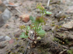 Hydrocotyle callicarpa
