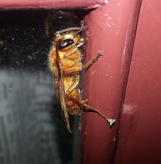 Provespa barthelemyi