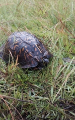 Terrapene carolina major