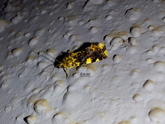 Acontiinae