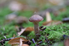 Armillaria sinapina