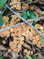Hypholoma fasciculare