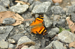 Hypanartia lethe