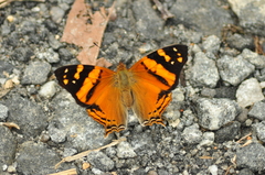 Hypanartia lethe