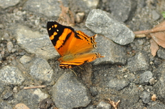 Hypanartia lethe