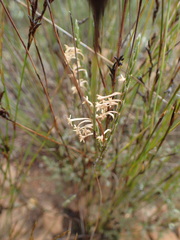 Struthiola ciliata