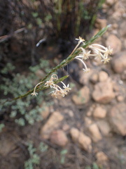 Struthiola ciliata