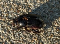 Euetheola