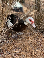 Cairina moschata domestica