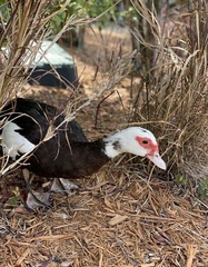 Cairina moschata domestica