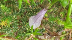 Prostanthera chlorantha