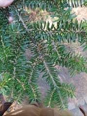 Abies koreana