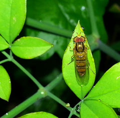Episyrphus