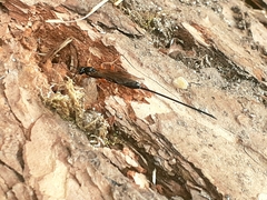 Dolichomitus imperator