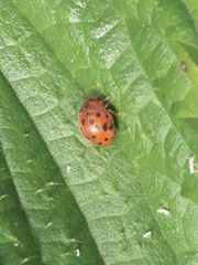 Subcoccinella vigintiquatuorpunctata