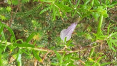 Prostanthera chlorantha