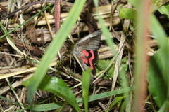 Catocala herodias gerhardi