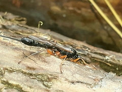 Dolichomitus imperator