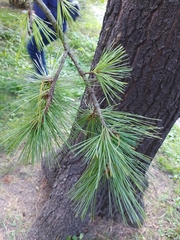 Pinus peuce