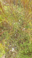 Prostanthera chlorantha