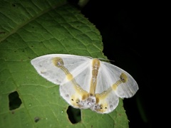 Macrocilix mysticata