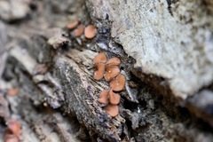 Scutellinia