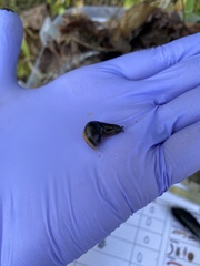 Arion hortensis