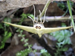 Botyodes principalis