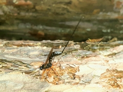 Dolichomitus imperator