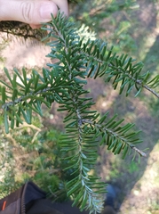 Abies koreana
