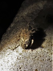 Listroderes difficilis