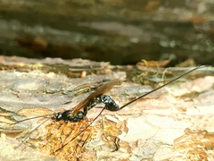 Dolichomitus imperator