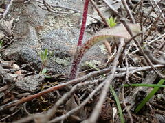 Caladenia tentaculata