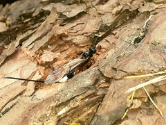 Dolichomitus imperator