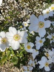 Eriocapitella hupehensis