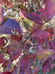 Vaccinioideae
