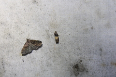 Epiblema tripartitana