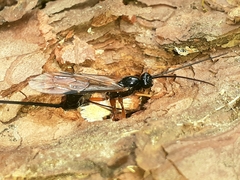 Dolichomitus imperator