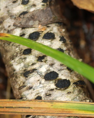 Hypoxylaceae