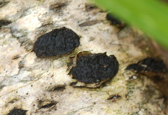 Hypoxylaceae