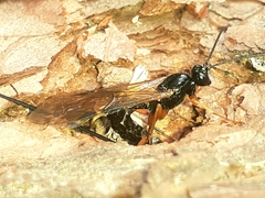 Dolichomitus imperator