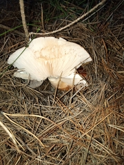 Leucopaxillus gentianeus