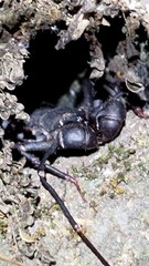 Typopeltis crucifer